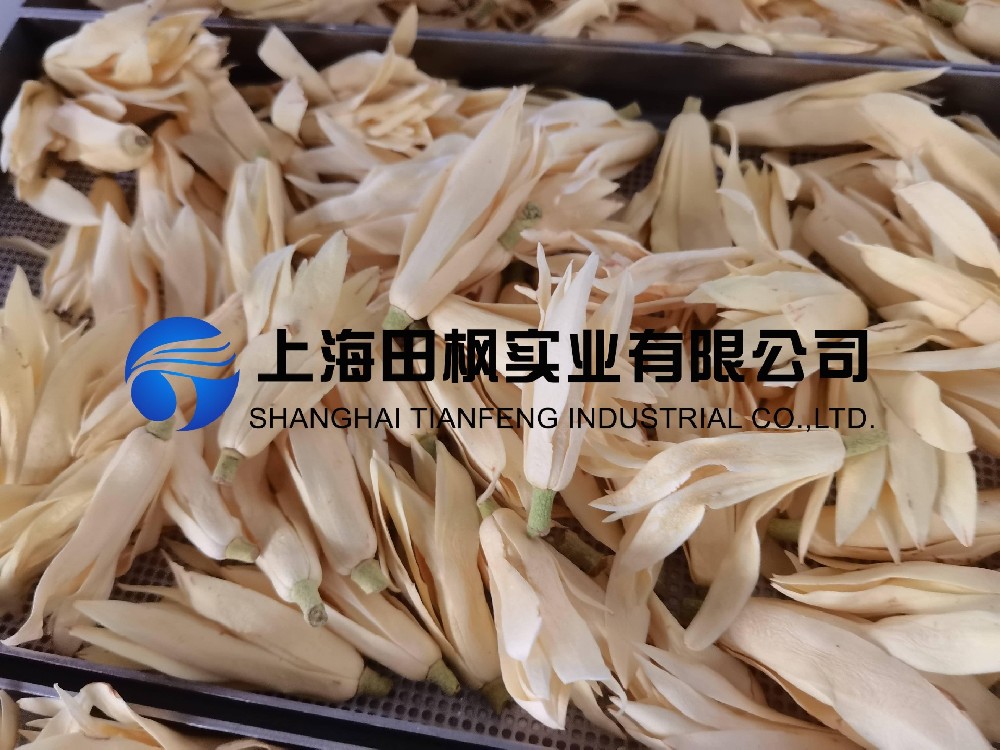 白玉蘭凍干，鮮花凍干機應(yīng)用于白玉蘭真空冷凍干燥